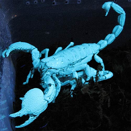 Emperor Scorpion – A Gentle, Glow-in-the-dark Giant 