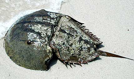 Horseshoe Crab - The Living Fossil 