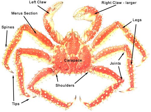 anatomy of the king crab