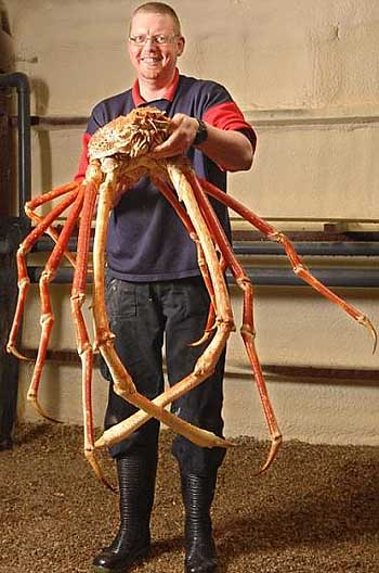 largest king crab in the world