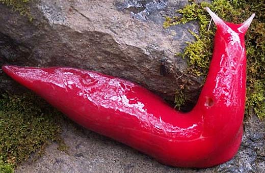 amazing blood pink slug