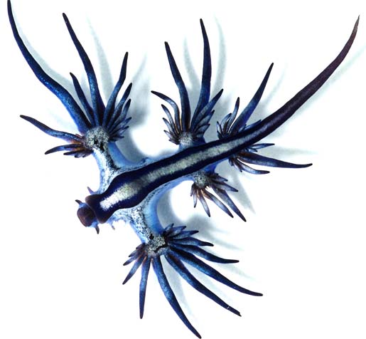 blue slug nudibranch
