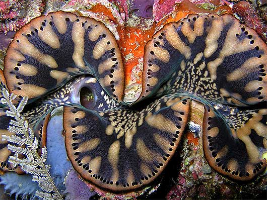colorful giant clam