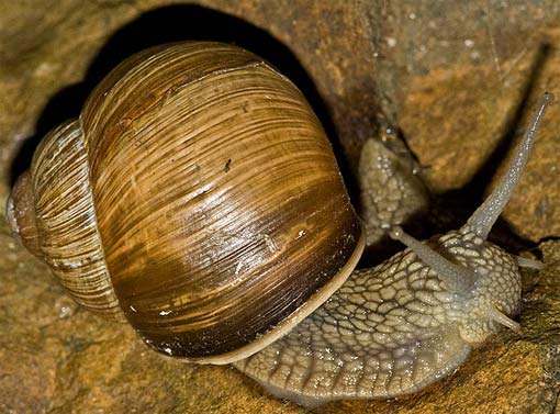 curvy shell snail