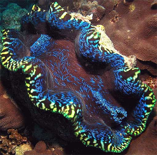 electric colored giant clam