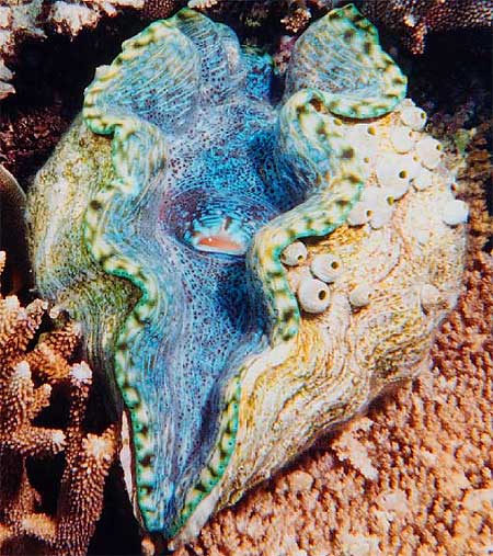 giant clam open