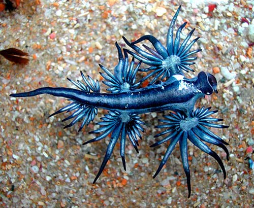 blue angel sea creature