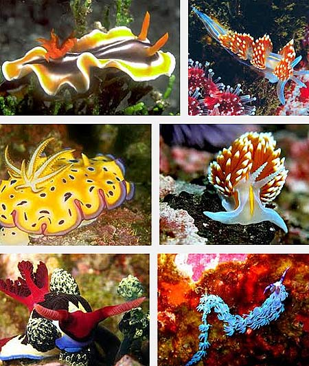 multi colored sea slug