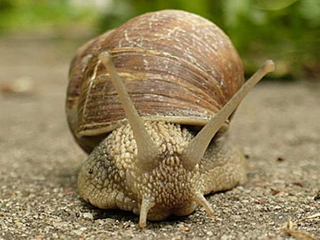 roman snail hello