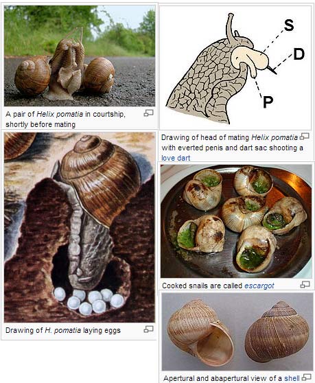 snail escargot mating