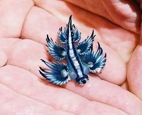 tiny blue sea slug