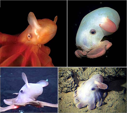 different dumbo octopi