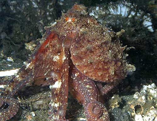octocamouflage