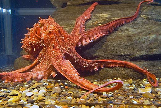  octopus red