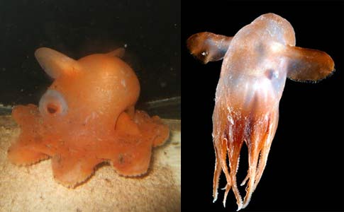 orange strange dumbo octopi