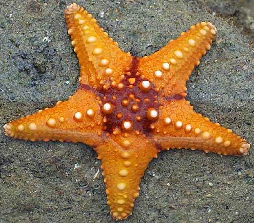 orange red sea star