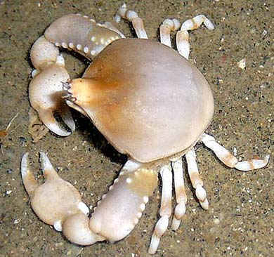 pebble crab