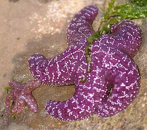 purple starfish