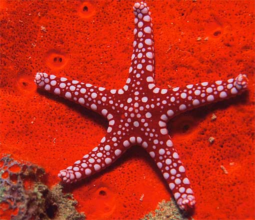red white spots starfish