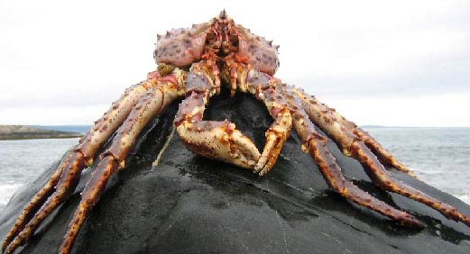 largest king crab in the world