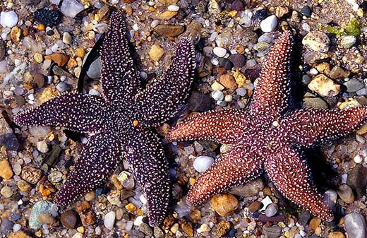 Star Fish (Sea Star) story — Steemit