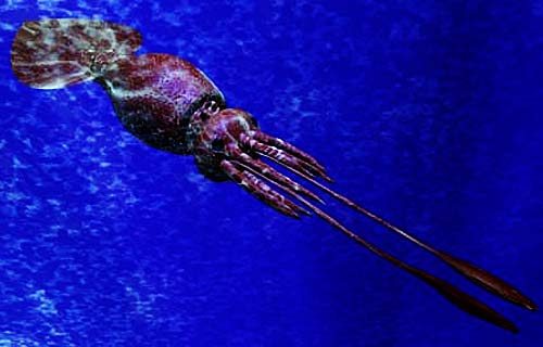 Colossal Squid - Largest Invertebrate, Largest Eyes of All Animals -  