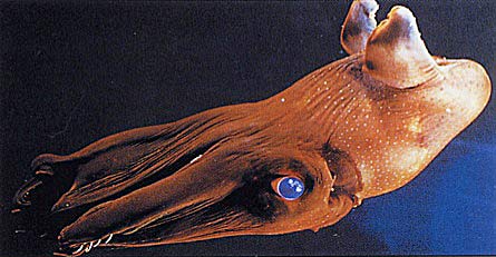 vampire squid biggest eyes