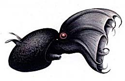 vampire squid illustration