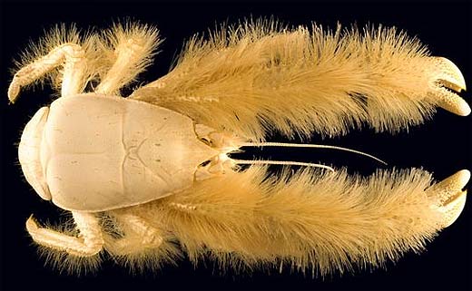 white hairy furry crab