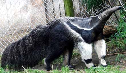 giant anteater striped