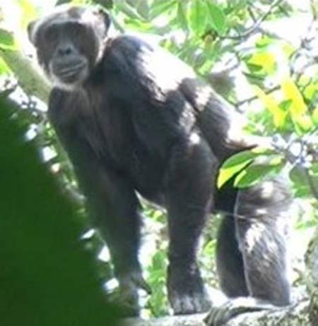 bondo ape walking upright
