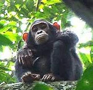 bondo mystery ape perched