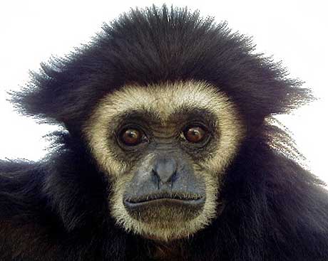 gibbon face