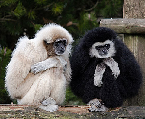 gibbons huddle