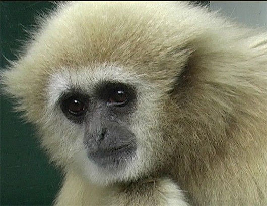 head primate