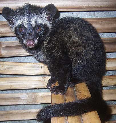 baby palm civet