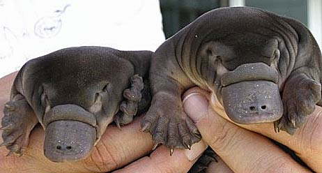 baby platypus
