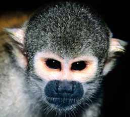 baby squirrel monkeys for sale
