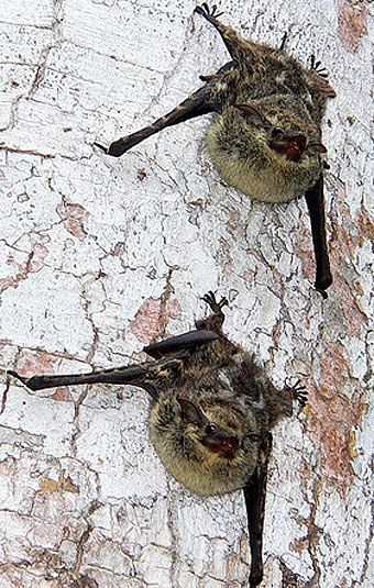 brazilian long nosed bat colony
