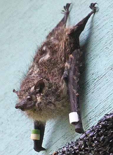 long nosed bat showing nose