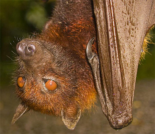 brown fruit bat