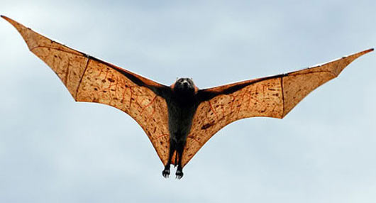 giant fruit bat flying