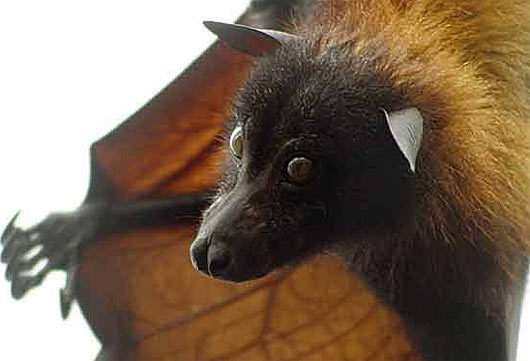 Giant Golden-crowned Flying Fox, Fruit Bat, World's Largest Bat, Endangered  