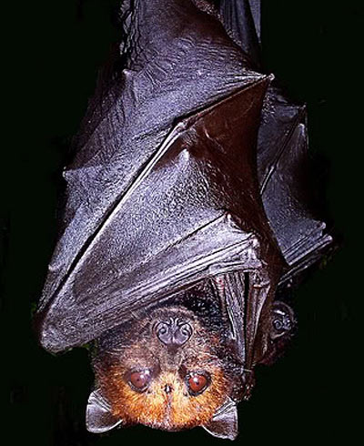 golden crowned giant fruit bat