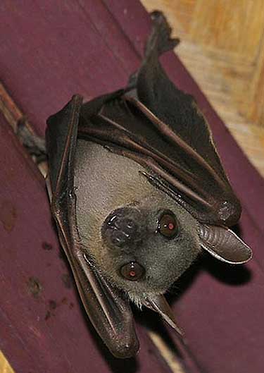 greater short nosed bat hanging