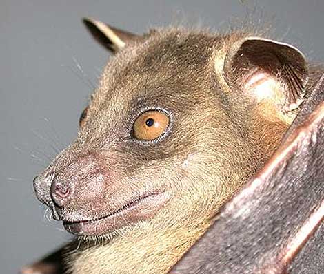 greater short nosed bat