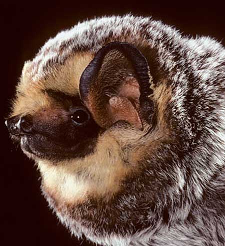 hoary bat head