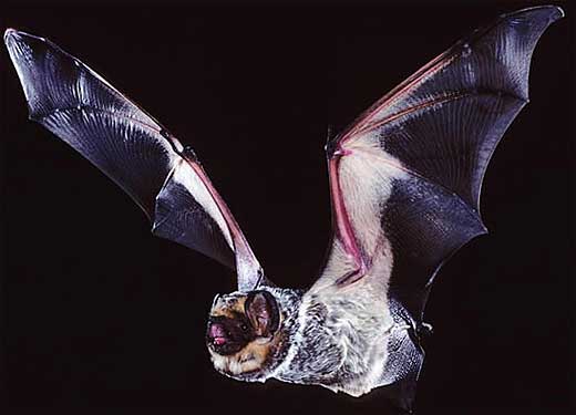 hoary bat wings flight