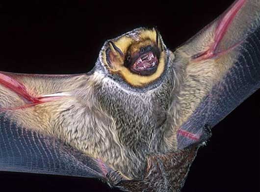 hoary bat wings outstretched