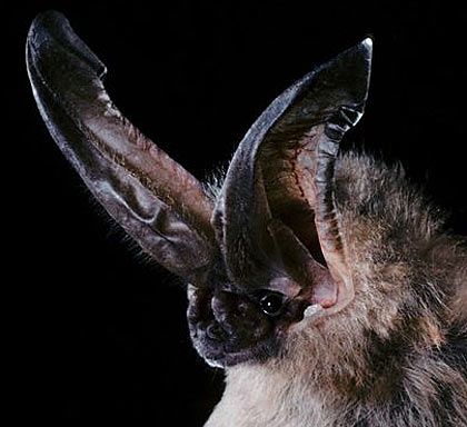 long eared bat